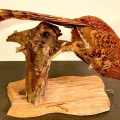 ヤマドリの剥製の画像