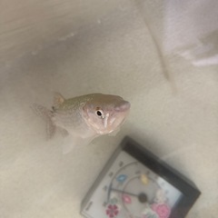 アフリカンパイクカラシンの画像