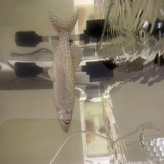 アフリカンパイクカラシンの画像