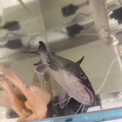 バトラクスキャットの画像