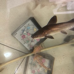 バトラクスキャットの画像