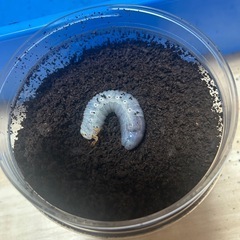 ヘラクレス・リッキー　幼虫　1匹　②
の画像