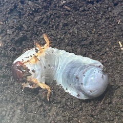 ヘラクレス・リッキー　幼虫　1匹　②
の画像