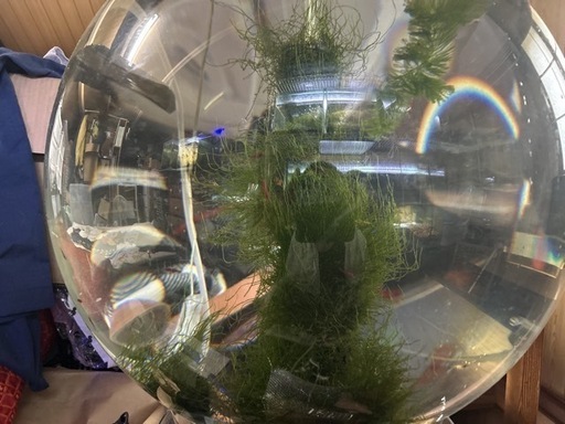 水槽 球状 アクリル