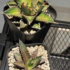 アガベ　赤猫の画像