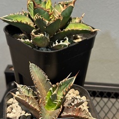 アガベ　赤猫の画像