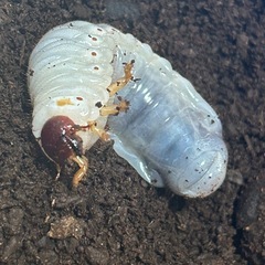 ヘラクレス・リッキー　幼虫　1匹　③
の画像