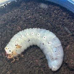 ヘラクレス・リッキー　幼虫　1匹　③
の画像