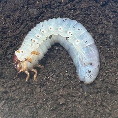 ヘラクレス・リッキー　幼虫　1匹　④
の画像