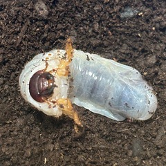 ヘラクレス・リッキー　幼虫　1匹　④
の画像