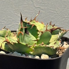 アガベ　白鯨の画像