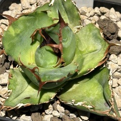 アガベ　白鯨の画像