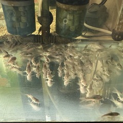 🐠コリドラス アエネウス 赤コリドラス  全長±2〜2.5㎝ 1匹100円【在庫30匹】自家繁殖個体 No.07の画像