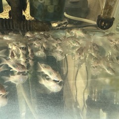 🐠コリドラス アエネウス 赤コリドラス  全長±2〜2.5㎝ 1匹100円【在庫30匹】自家繁殖個体 No.07の画像