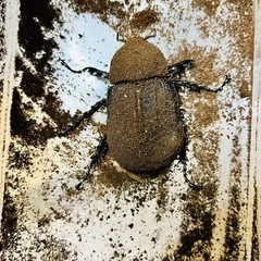 ヘラクレスオオカブト　ペアの画像