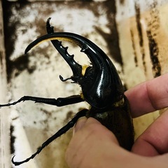 ヘラクレスオオカブト　ペアの画像