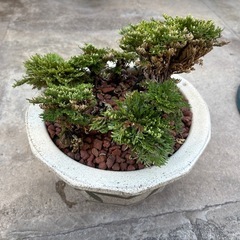 盆栽　岩松②の画像