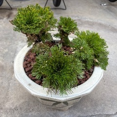 盆栽　岩松②の画像
