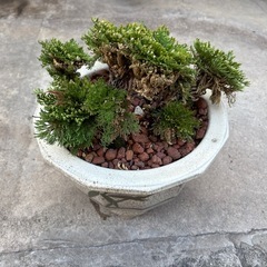 盆栽　岩松②の画像