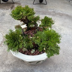盆栽　岩松②の画像