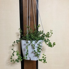 ハートリーフフィロデンドロン 吊り鉢 ホワイトの画像