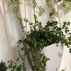 ハートリーフフィロデンドロン 吊り鉢 ホワイトの画像