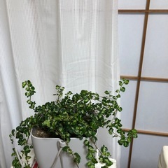 ハートリーフフィロデンドロン 吊り鉢 ホワイトの画像