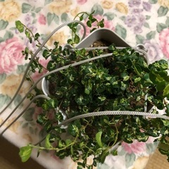 ハートリーフフィロデンドロン 吊り鉢 ホワイトの画像