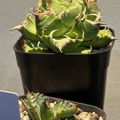 アガベ　鷹丸の画像