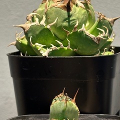 アガベ　鷹丸の画像