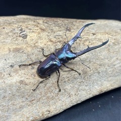 メタリフェルホソアカクワガタ　幼虫 ブルー系 パープル系の画像