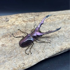 メタリフェルホソアカクワガタ　幼虫 ブルー系 パープル系の画像