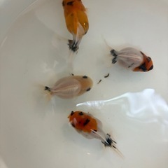 【特選4匹セット】ローズテールオランダ　の画像