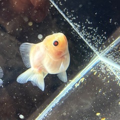 【特選4匹セット】ローズテールオランダ　の画像