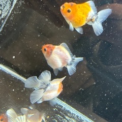 【特選4匹セット】ローズテールオランダ　の画像