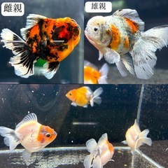 【特選4匹セット】ローズテールオランダ　の画像