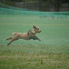 ドッグスポーツ仲間募集