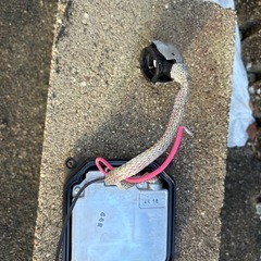 ノアばらすとバラストの画像