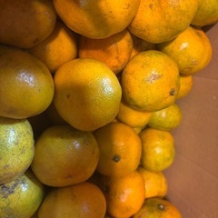 無農薬みかん　1キロの画像