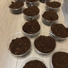 5匹　アトラスオオカブト　幼虫　　の画像