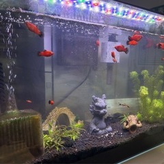 水槽セット 熱帯魚 レッドプラティ 中型〜稚魚の画像