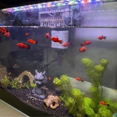 水槽セット 熱帯魚 レッドプラティ 中型〜稚魚の画像