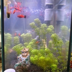 水槽セット 熱帯魚 レッドプラティ 中型〜稚魚の画像