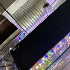 水槽セット 熱帯魚 レッドプラティ 中型〜稚魚の画像