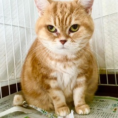 アメリカンショートヘア