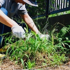 お庭清掃　草むしりお手伝いさせてください！
