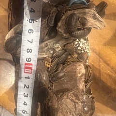 デュピア生き餌100匹程度？おゆずりします(２.5センチ〜３センチ)の画像