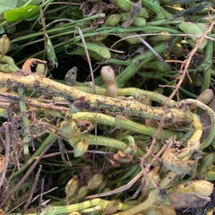 ①11/17引渡・黒枝豆の画像