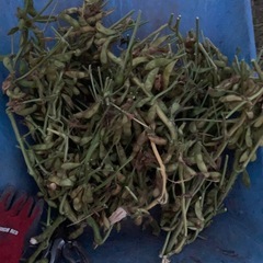 ①11/17引渡・黒枝豆の画像