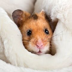 はじめまして。ティトです！